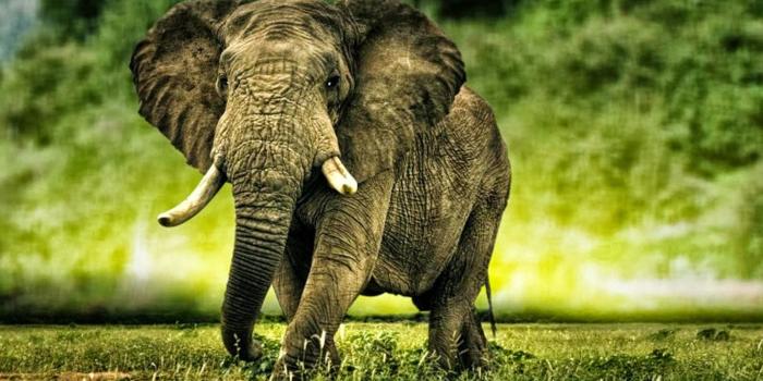 1600x1000 Desktop cute elephant cartoon wallpapers download