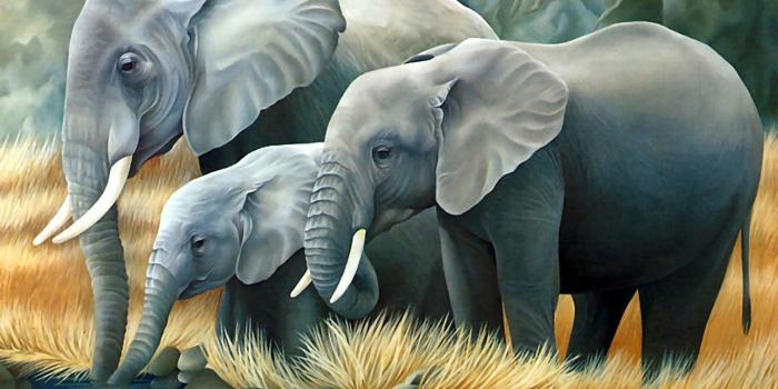 1365x1024 Cute Elephant Wallpaper Group (30+), HD Wallpapers