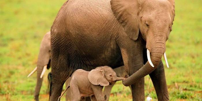 1024x768 Cute Elephant Background Wallpaper