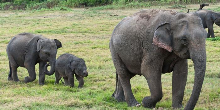 2560x1600 Cute elephant calves wallpaper - Animal wallpapers - #47888