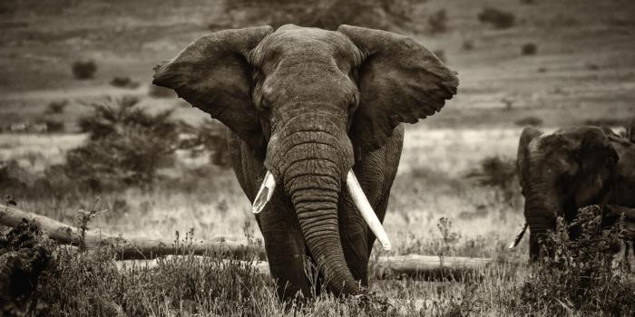 2880x1800 Elephant Wallpaper (46+ images) on Genchi.info