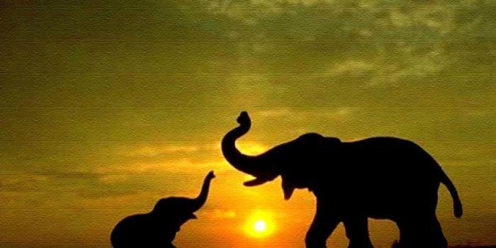 1600x1000 Wallpapers elephants Gallery