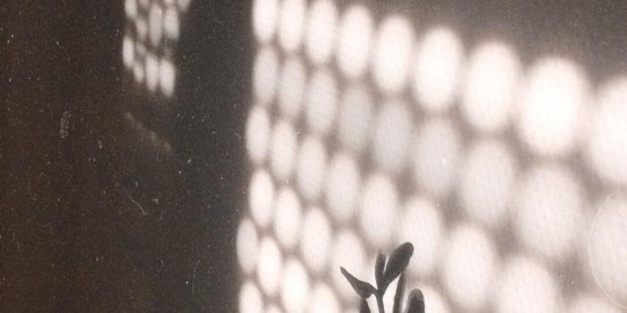 1080x1920 plant #shadows #aesthetic #90skidd0 | Repost | Plant aesthetic