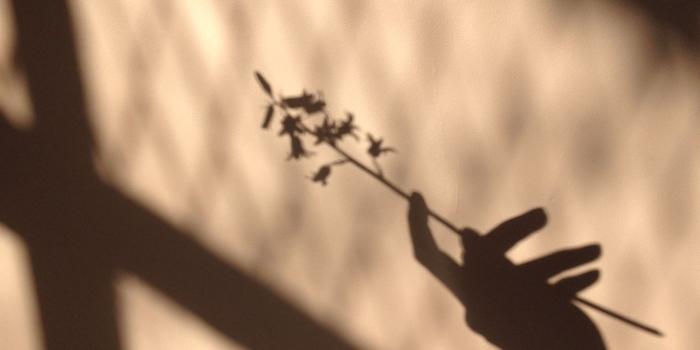 1280x1280 fairytwig: flowers and shadows | photons | Brown aesthetic, Beige
