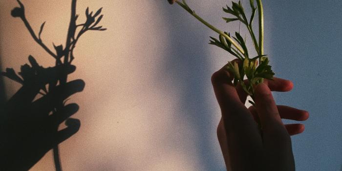 3024x4032 photography #aesthetic #flowers #shadow | botany | Aesthetic roses