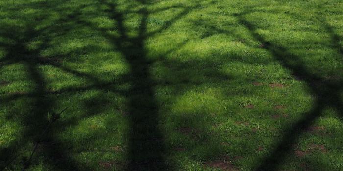 4608x3456 green grass free image | Peakpx