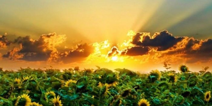 1080x1920 Lit by the setting sun sunflowerr iPhone HD Wallpaper | iPhone Wallpaper