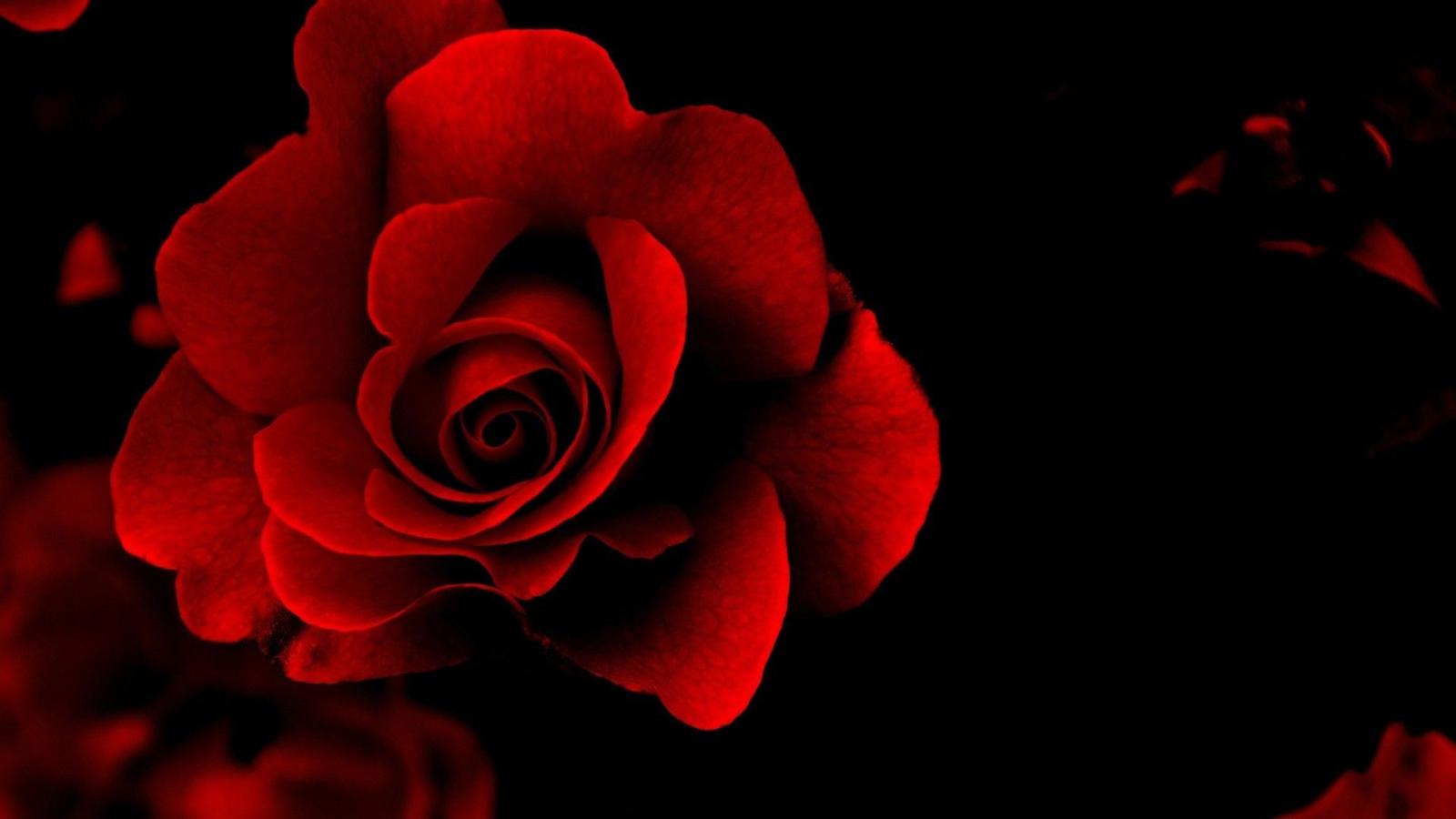 1920x1080 Red Flower HD wallpapers in high quality and additional high