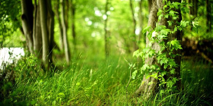 1920x1051 forest-wallpaper-background-b6x - Clean Malaysia