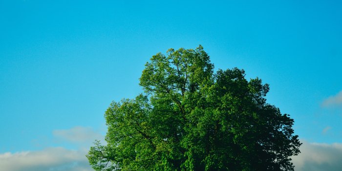 3840x2400 Green Tree, Blue Sky ❤ 4K HD Desktop Wallpaper for 4K Ultra HD TV