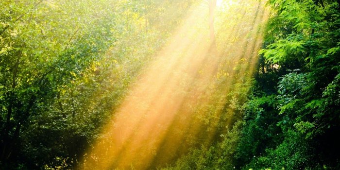 1600x1000 Natural Organic Solutions from Effective Environmental Services