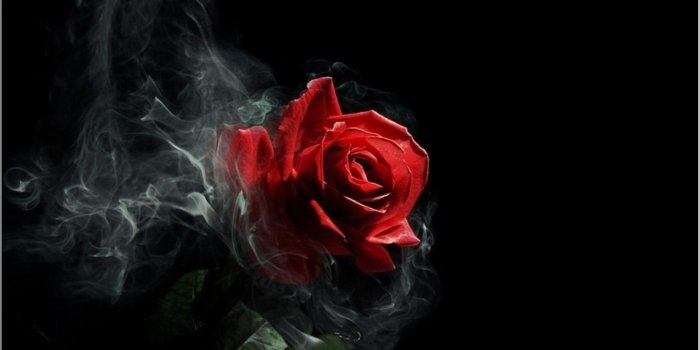 1929x1089 Cool Rose Wallpapers - Top Free Cool Rose Backgrounds - WallpaperAccess