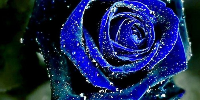 960x854 Cool rose wallpaper | Awsome Wallpapers and Backgrounds | Blue roses