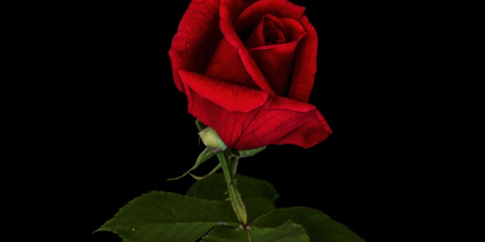 3218x3218 Single Red Rose Single Red Rose Picture Download Single - Single Red