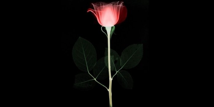1280x1024 1069489 1280x1024 Cool rose | Earth | Tokkoro.com Amazing HD Wallpapers