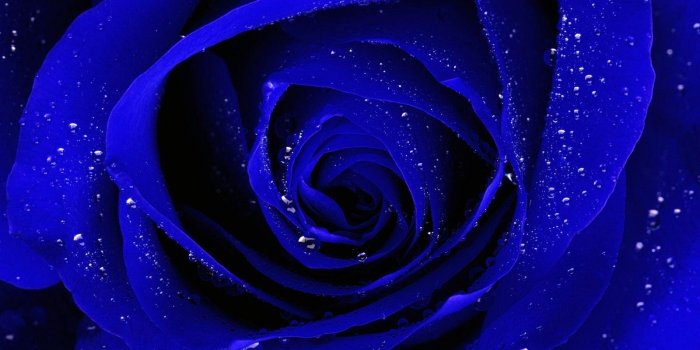 1600x1200 Blue, Rose, Full, Screen, High, Definition, Desktop, Wallpaper
