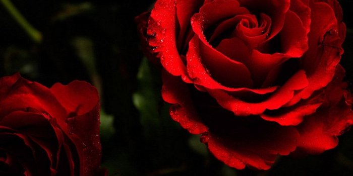 1280x800 Cool Pics Of Rose (#39981) - HD Wallpaper Download