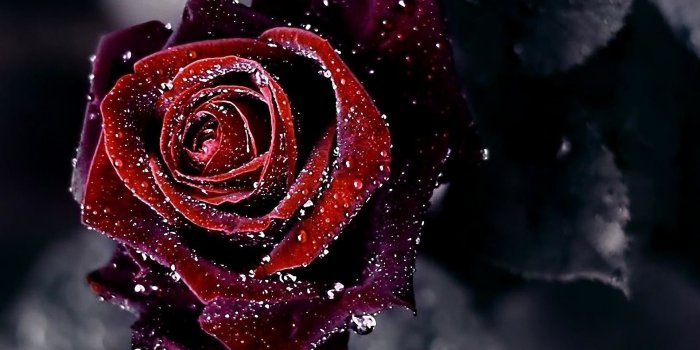 1920x1080 Red And Black Rose Wallpapers