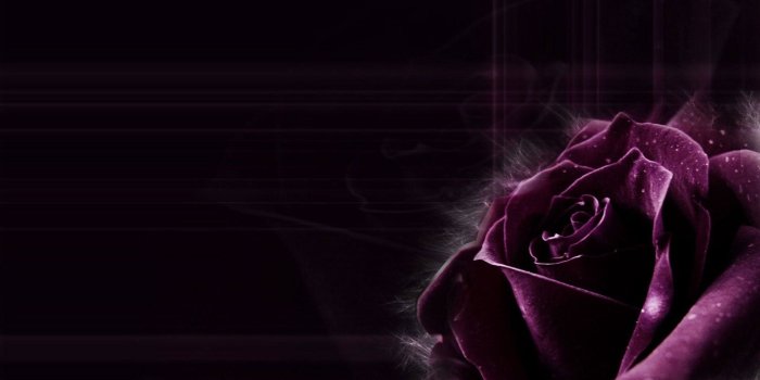 1920x1200 Dark Purple Roses Wallpaper (46+ images)