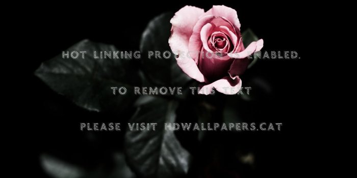 1366x768 a cool rose pink nature flowers