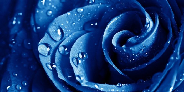 1920x1200 Blue, Rose, High, Resolution, Wallpaper, Photos, New, Wide, Desktop