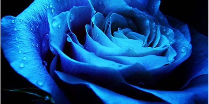 1609x1209 Cool Rose Wallpapers #W7HAM3J (1609x1209 px) | Wallperio.com™