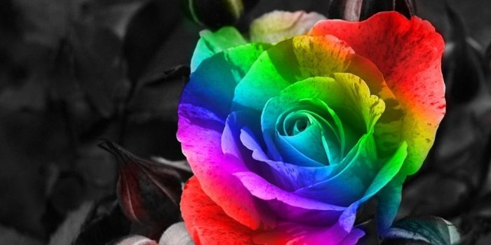 1024x768 Px Cool Rose Wallpapers-77e8b78 - Rainbow Flower (#650134) - HD