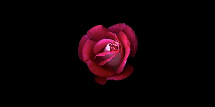 1920x1080 Wallpaper Pink rose, Dark background, HD, Flowers, #929