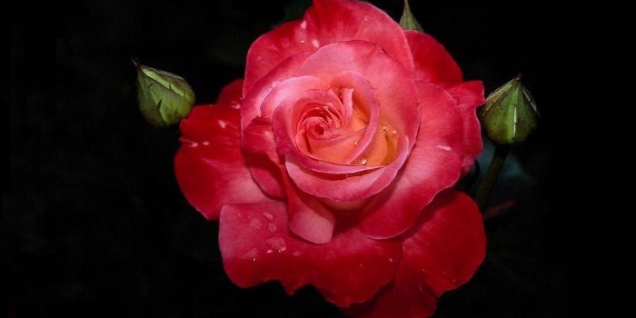 1024x768 Cool Hd Rose Wallpaper #3601