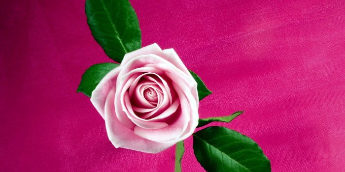 1600x1200 Cool Pink Rose Wallpapers in jpg format for free download