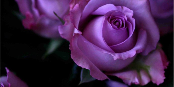 2569x1609 cool rose wallpapers High resolution - PicsBroker.com
