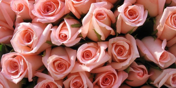 2246x1698 Flowers: Pink Cool Roses Bouquet Flowers Beautiful Photography