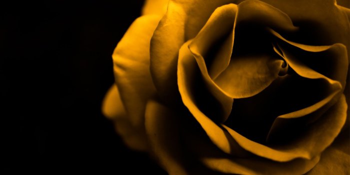 1680x1050 Cool Yellow Roses #6900753