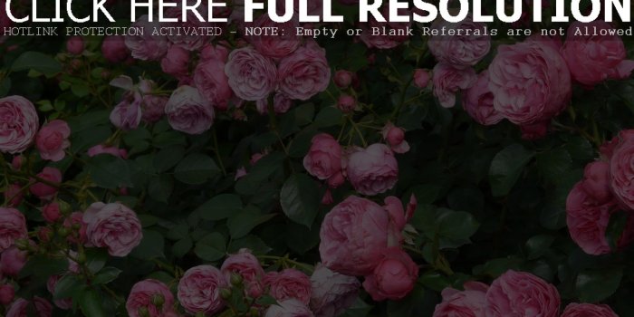1920x1080 Cool Rose Wallpaper (62+) - HD Nice Wallpapers