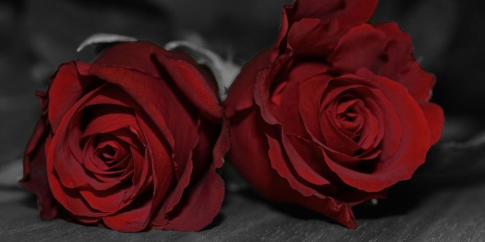 2560x1600 Red Roses Wallpapers for Desktop (63+ background pictures)