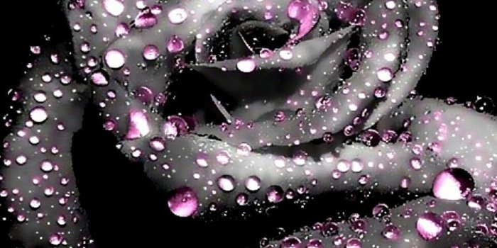 960x854 Cool rose wallpaper | Awsome Wallpapers and Backgrounds in 2019