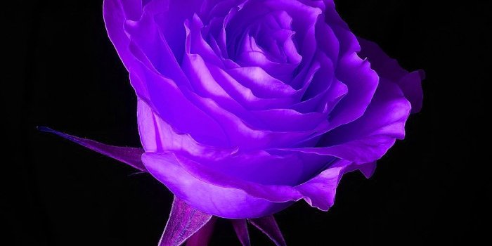 1024x899 Purple Rose Wallpaper - Wallpapers Browse