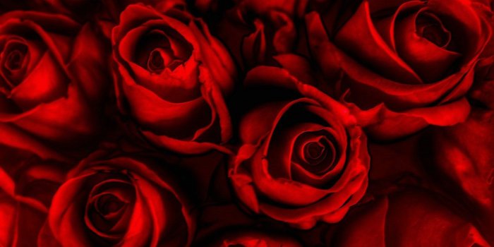 1600x1200 24 Photos In High Quality - Rose Red by Leandra Brimming