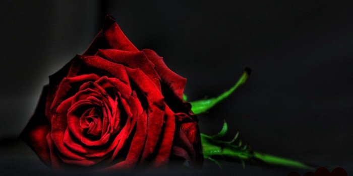 1368x855 Flower Blue Rose Cool Wallpaper Animated ~ Flower for HD 16:9 High