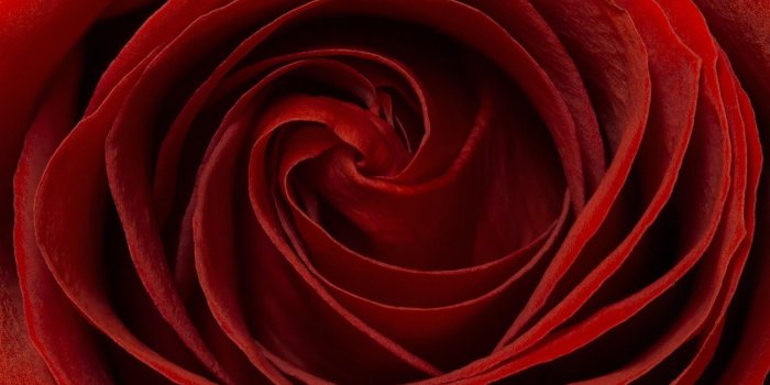 2048x1442 Macro, Petals, Natural,cool Images,rose, High Definition Organic