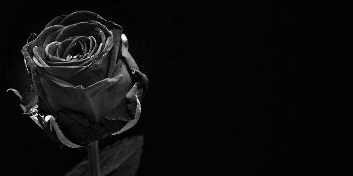 3308x1999 Roses with Black Background (50+ images)