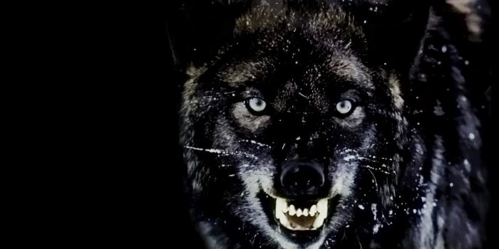 1280x800 HD Wolf Wallpapers p 1280x800