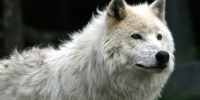 1680x1050 Pin minecraft ocelot and wolf on pinterest | Chainimage