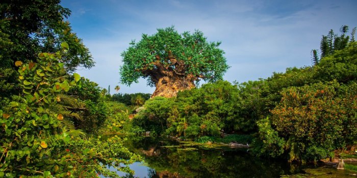 1920x1200 Disney's Animal Kingdom Wallpapers