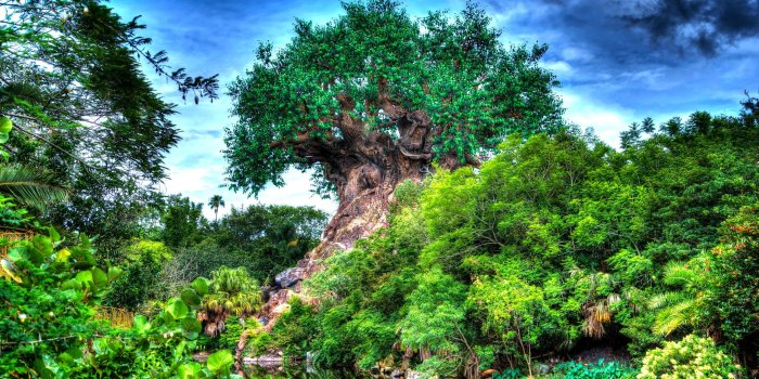 2560x1709 Disney's Animal Kingdom Wallpapers