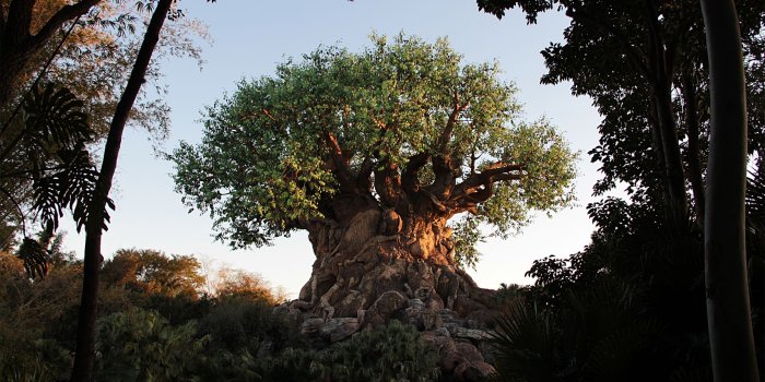 2560x1440 Disney's Animal Kingdom Wallpapers