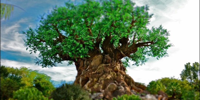 1920x1080 Animal Kingdom Wallpapers