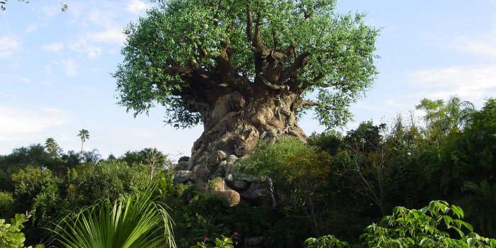 1600x1200 Michael Jung on Tree of Life | Walt disney world, Disney