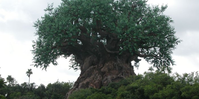 1600x1200 Disney World Animal Kingdom - Desktop Wallpaper - 1600 x 1200