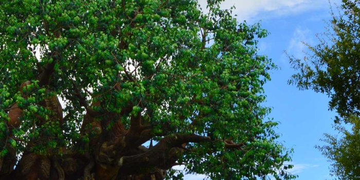 1080x1920 Walt Disney World Resort Wallpaper for Desktop, Laptop and SmartPhones